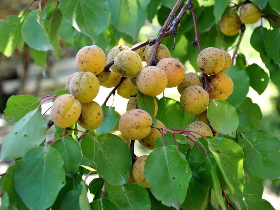 �������� ������: ��� ���������� �������� ��������� �� ����� �������