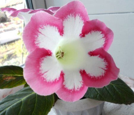 ���������: ����������, ���� � ������� ��������