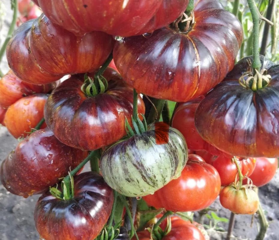 ������ ��������: ��������� ���������� ���� �������� ����������