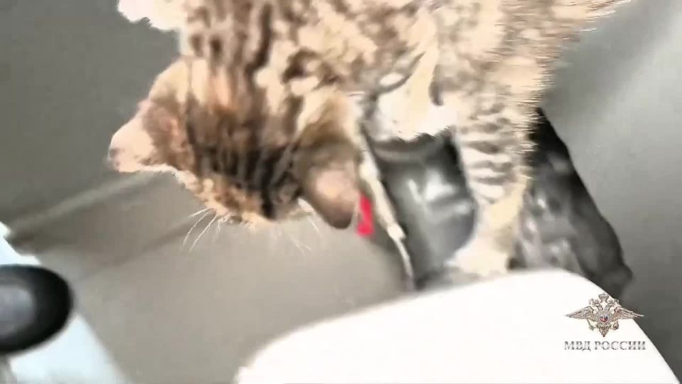 � ������ ����������� ������ �������, ����������� ����� ������� � �� ������