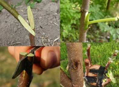 ����������� ���� ��� � ������� ��������