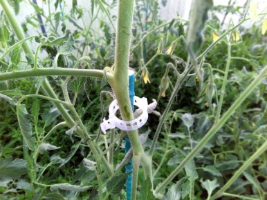 ��� ���������� ����������� �����: ������ ��� ���� � �������