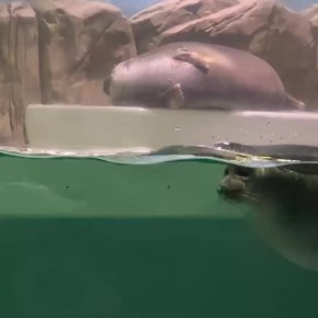 ������, �������� � �� ����������� � ��� ������ ������� ���������� ����������� �� ��� �������