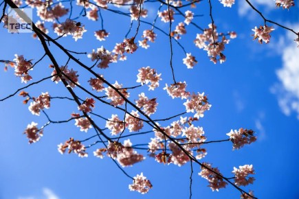 ��������� "�������� ������" � ����������� �����������