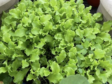 ��� ������ �������� �� �������� �����: ������ ������ ������