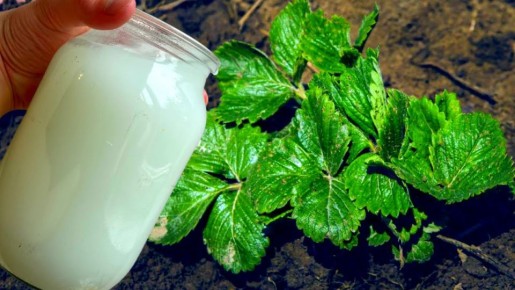 ��� ��������� ���������� �������� � ������: ������ � ������������