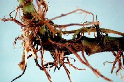 �����������: ��� �������� ������� ��������� �������� �� �������� � ����������