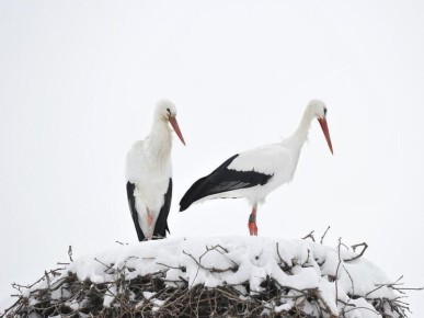 ������ ������� �������� ������: ������ ����������, ��� ������ ���������� �������� ��������