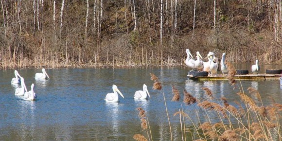 �������� � ������� �������� �� ������ ��������������� ����������� �������� ����� �� ����� ����� ���������������