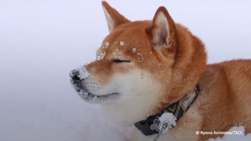 � ������ ��������� ����� 1,2 ���