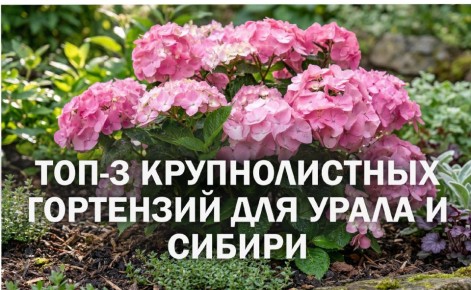 ���-3 ����� ������������� ���������, ��������� ������ ���� � ������� ����