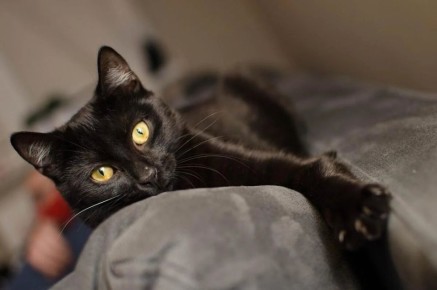 ����� � �� �������: ��� feline-������� ������������ ������������ ����