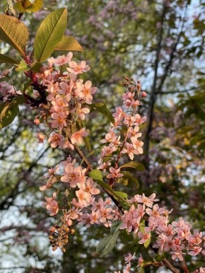 � "����������� �������" ������� ������� ��������, �������� �����-������ �������