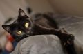 ����� � �� �������: ��� feline-������� ������������ ������������ ����