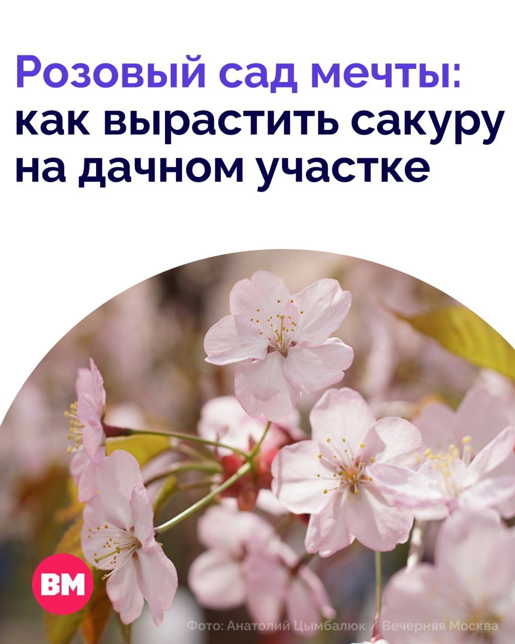 Многие уже успели насладиться цветением сакуры в Москве, сделать красивые фото с нежно-розовыми деревьями, поймать летящий лепесток и загадать желание