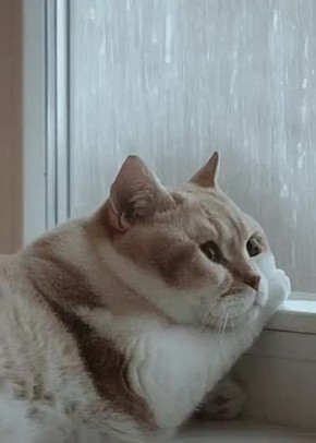 �� �������, ����� �������, ��� ������� �������� � ����� � ������ �� ������