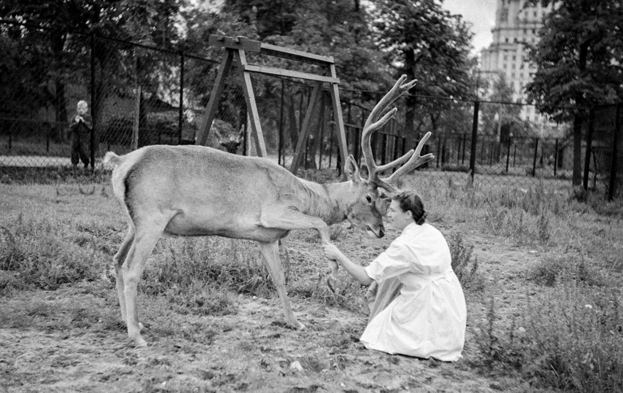 Фотофакт: Сотрудница Московского зоопарка с оленем