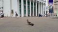 Утка с утятами прогуливается между павильонами на ВДНХ в Москве
