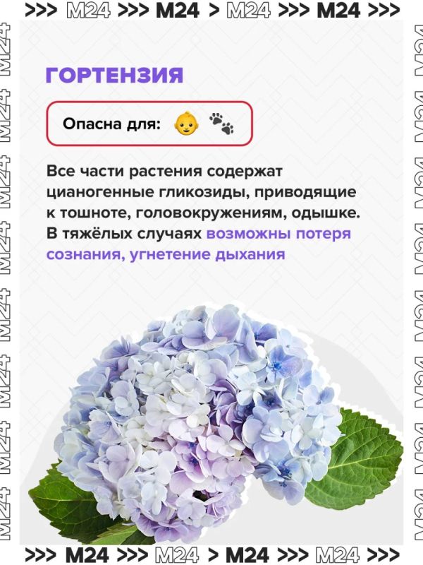 Ландыши могут быть смертельно опасны Ландыши могут быть смертельно опасны