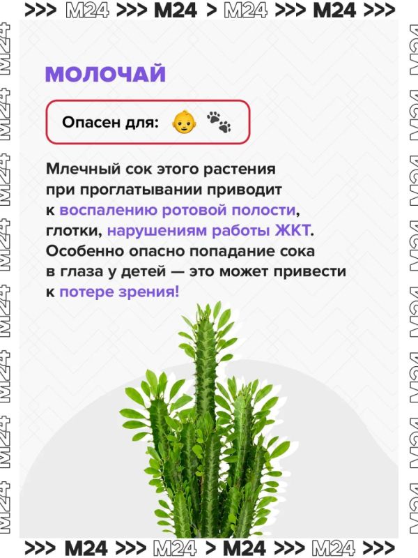 Ландыши могут быть смертельно опасны Ландыши могут быть смертельно опасны