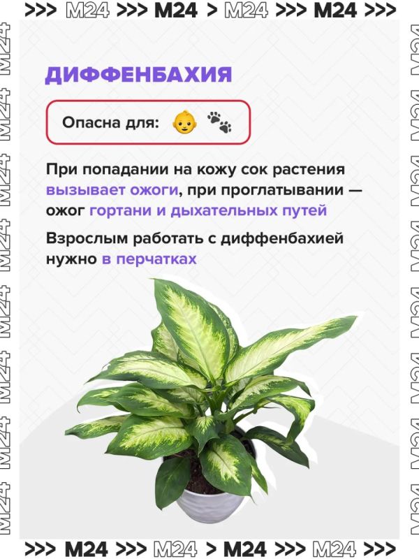 Ландыши могут быть смертельно опасны Ландыши могут быть смертельно опасны