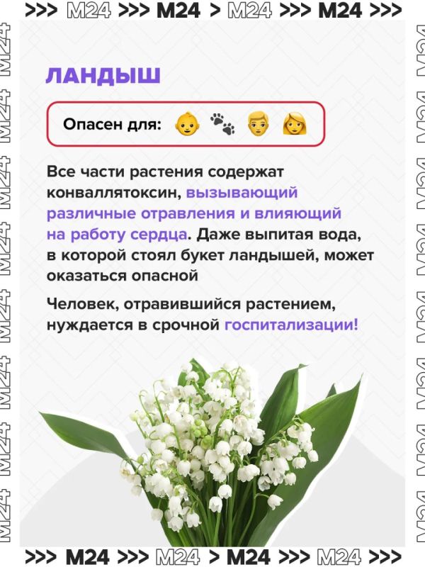 Ландыши могут быть смертельно опасны Ландыши могут быть смертельно опасны