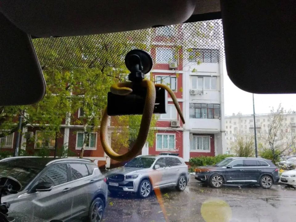 Бдительная бабушка обнаружила на дереве змею и вызвала спасателей в Москве Бдительная бабушка обнаружила на дереве змею и вызвала спасателей в Москве