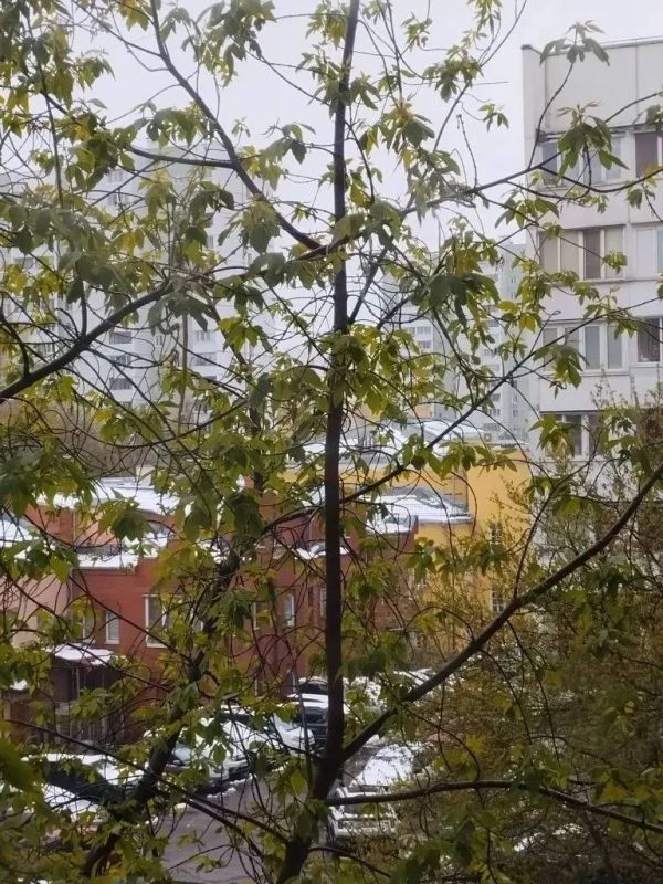 Бдительная бабушка обнаружила на дереве змею и вызвала спасателей в Москве Бдительная бабушка обнаружила на дереве змею и вызвала спасателей в Москве