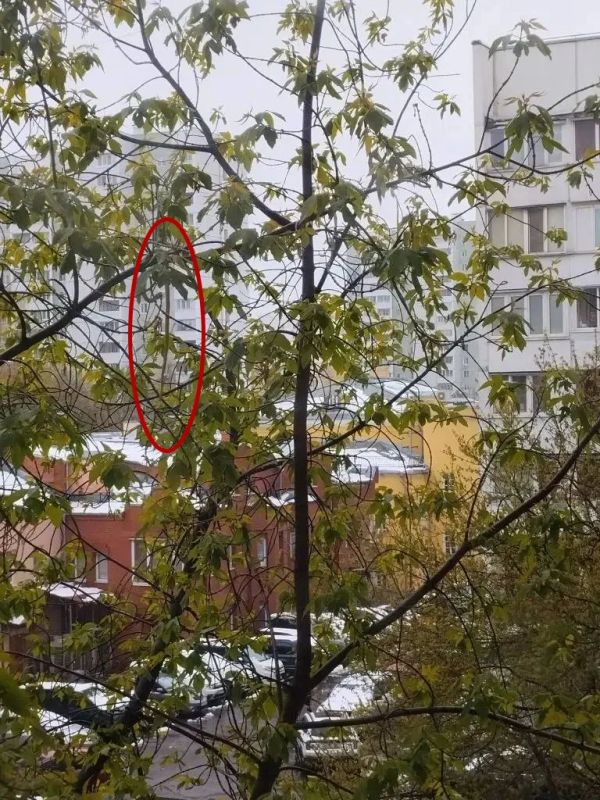 Бдительная бабушка обнаружила на дереве змею и вызвала спасателей в Москве Бдительная бабушка обнаружила на дереве змею и вызвала спасателей в Москве
