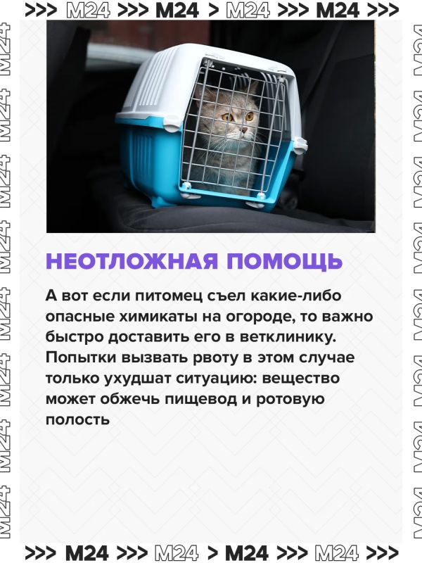 Собираетесь взять своего питомца на дачу? Не ждите дня отъезда — подготовьтесь заранее Собираетесь взять своего питомца на дачу? Не ждите дня отъезда — подготовьтесь заранее