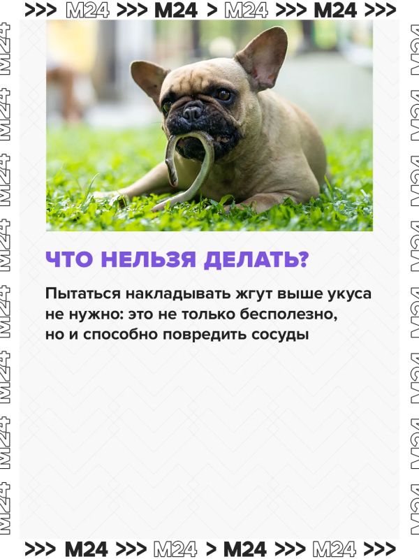Собираетесь взять своего питомца на дачу? Не ждите дня отъезда — подготовьтесь заранее Собираетесь взять своего питомца на дачу? Не ждите дня отъезда — подготовьтесь заранее
