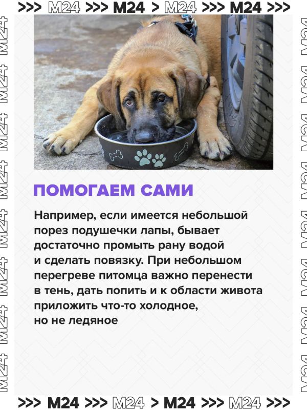 Собираетесь взять своего питомца на дачу? Не ждите дня отъезда — подготовьтесь заранее Собираетесь взять своего питомца на дачу? Не ждите дня отъезда — подготовьтесь заранее