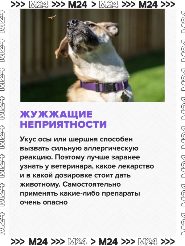 Собираетесь взять своего питомца на дачу? Не ждите дня отъезда — подготовьтесь заранее Собираетесь взять своего питомца на дачу? Не ждите дня отъезда — подготовьтесь заранее