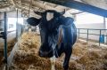 Чудо из Краснодарского края: клонированная корова Звёздочка впервые стала мамой