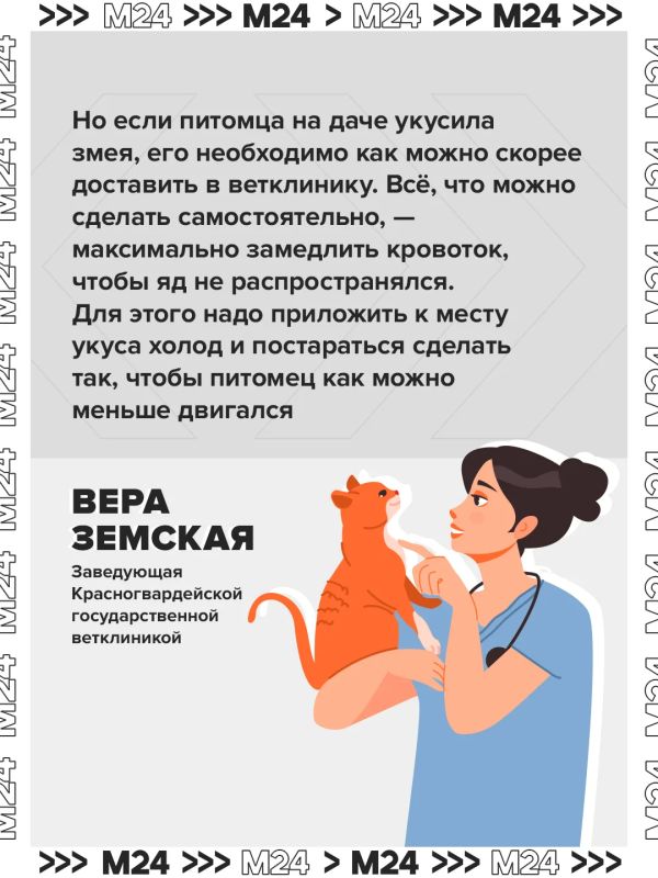 Собираетесь взять своего питомца на дачу? Не ждите дня отъезда — подготовьтесь заранее Собираетесь взять своего питомца на дачу? Не ждите дня отъезда — подготовьтесь заранее