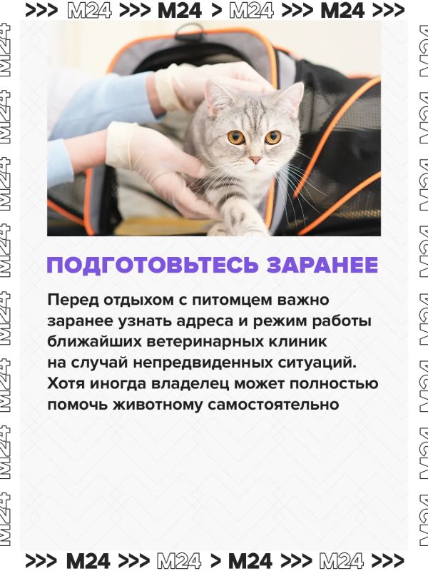 Собираетесь взять своего питомца на дачу? Не ждите дня отъезда — подготовьтесь заранее
