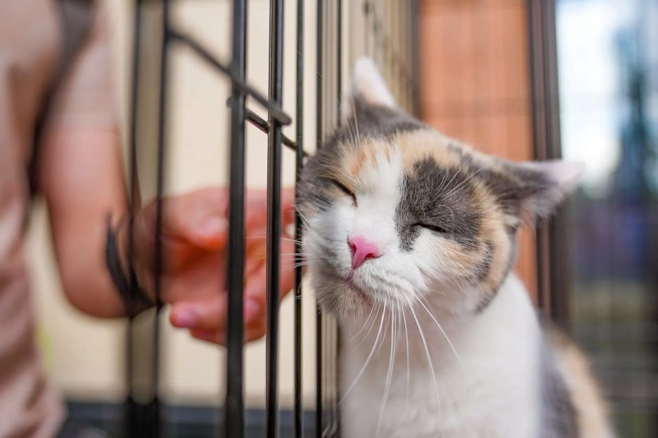 С выставки-пристройства в семьи москвичей отправились питомцы из городских приютов С выставки-пристройства в семьи москвичей отправились питомцы из городских приютов