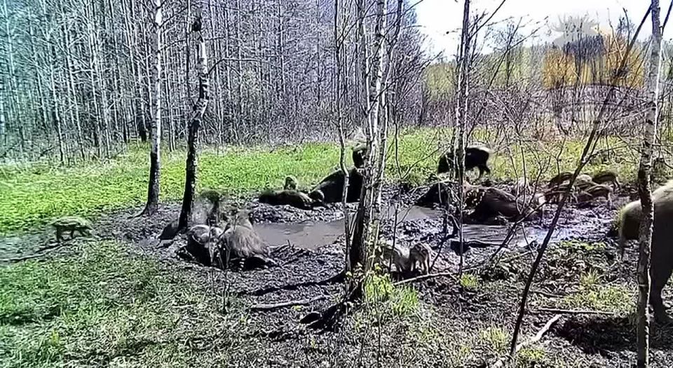 Лесные жители Тюмени показали, как пережить жару