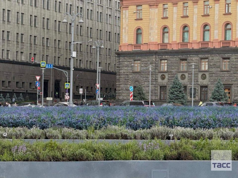 На Лубянке раскинулись лавандовые поля — в этот раз не из пластика На Лубянке раскинулись лавандовые поля — в этот раз не из пластика