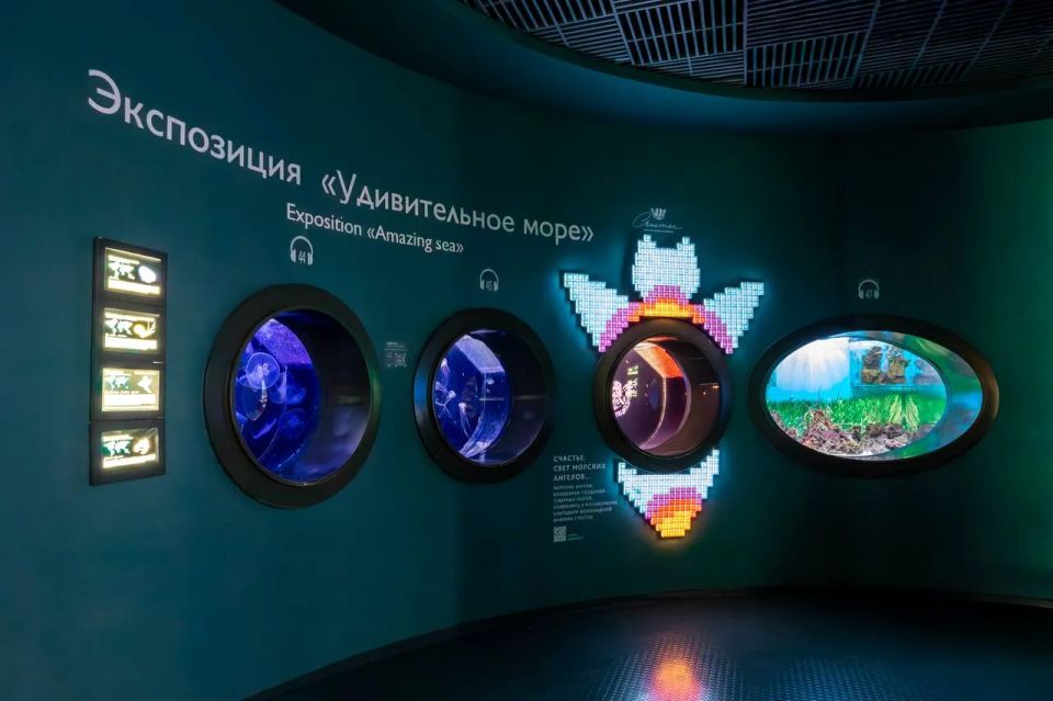 В "Москвариуме" впервые появились морские ангелы В "Москвариуме" впервые появились морские ангелы