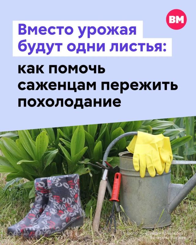 Агрономы предупреждают: низкая температура может повлиять на уже высаженные дачниками рассады