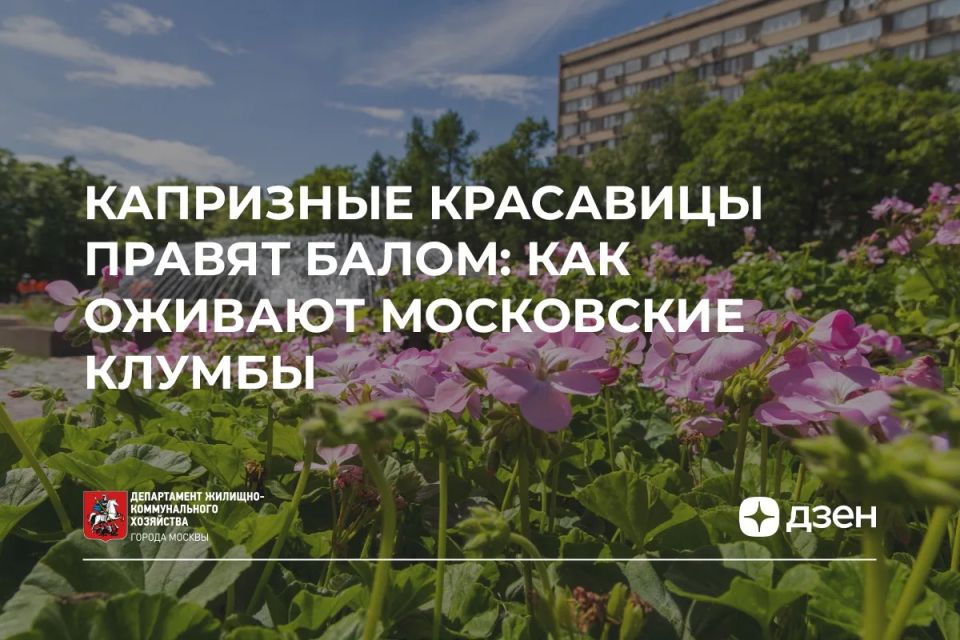 Как выращивают цветы для московских клумб?
