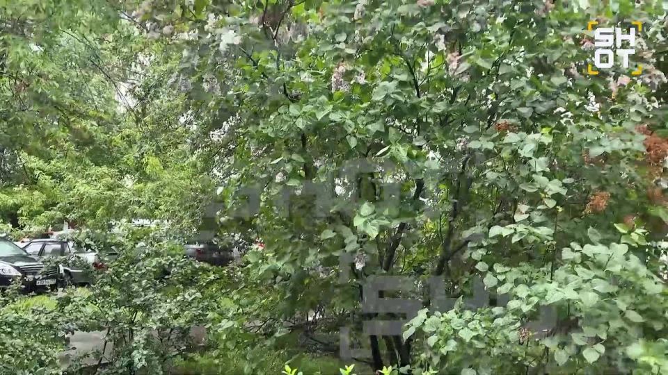 Фото с сиренью в Москве отменяются — из-за аномальной жары растение отцвело на 2 недели раньше