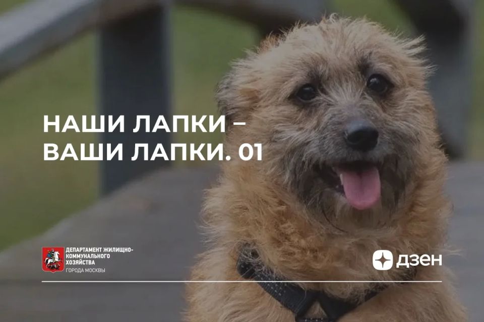 В нашем Дзене появилась рубрика, от которой становится теплее на душе!