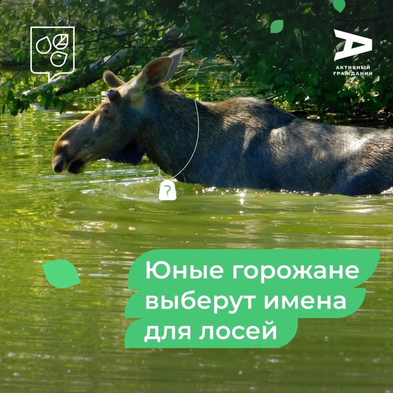 Юные москвичи выберут имена для пяти лосей