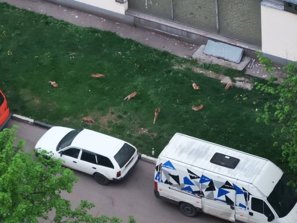 Целое семейство лис поселилось прямо рядом с домами в Зюзине Целое семейство лис поселилось прямо рядом с домами в Зюзине