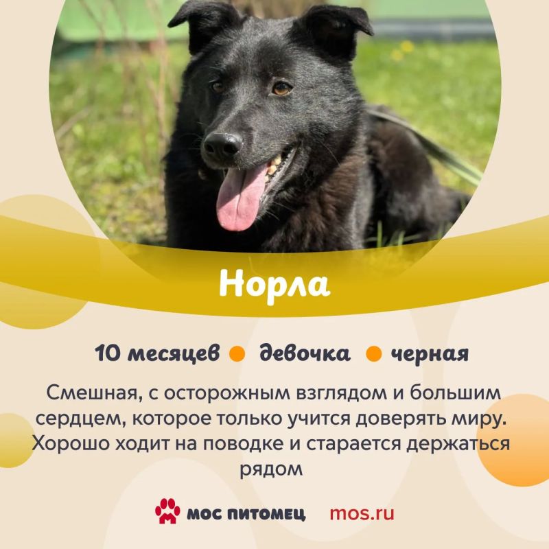 В «Моспитомце» появились новые анкеты животных из приютов В «Моспитомце» появились новые анкеты животных из приютов