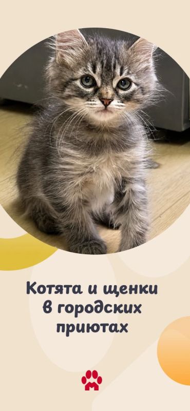 В «Моспитомце» появились новые анкеты животных из приютов
