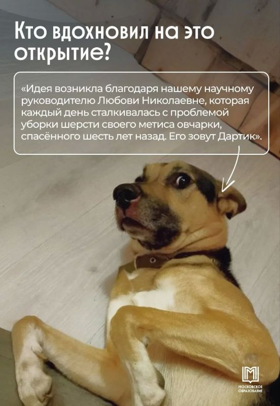 Не пылесос, а физика: московские школьники решили проблему линьки собак Не пылесос, а физика: московские школьники решили проблему линьки собак