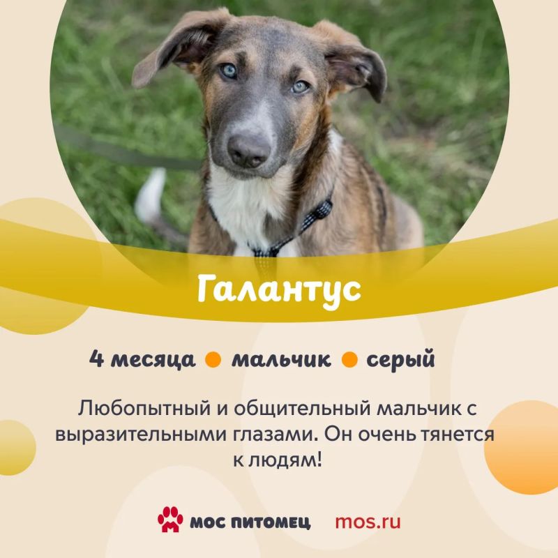 В «Моспитомце» появились новые анкеты животных из приютов В «Моспитомце» появились новые анкеты животных из приютов